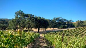 vineyards